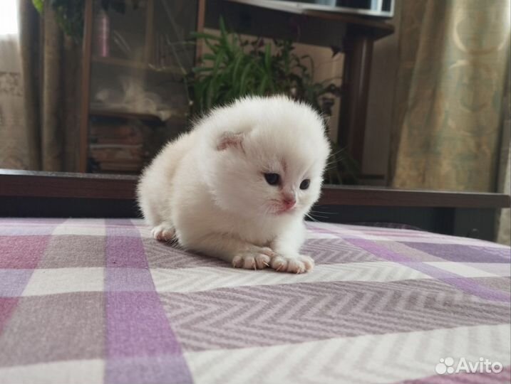 Шотландский котик