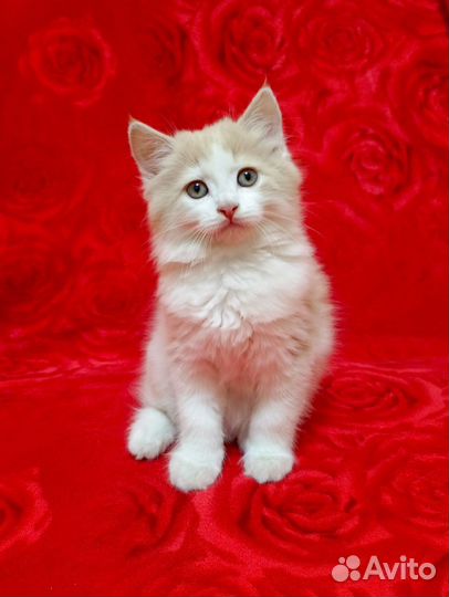 Котёнок ищет дом