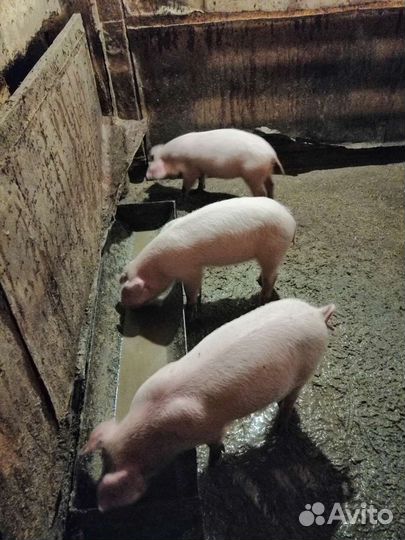 Поросята ландрас дюрок