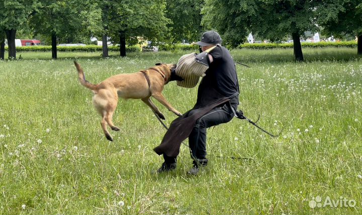 Дрессировка собак (послушание, защита)