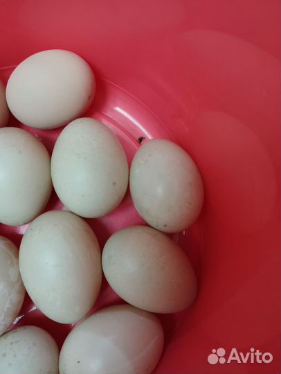 Инкубационное яйцо белой индоутки