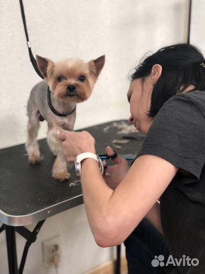 Стрижка кошек и собак Бесплатно