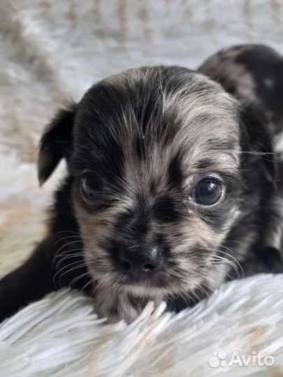 Мраморный щенок чихуахуа