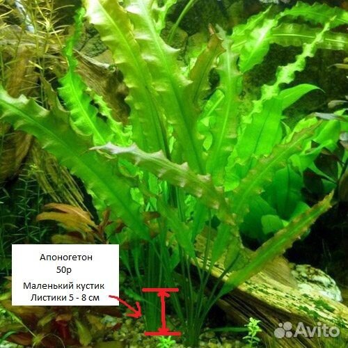 Аквариумные растения и креветки