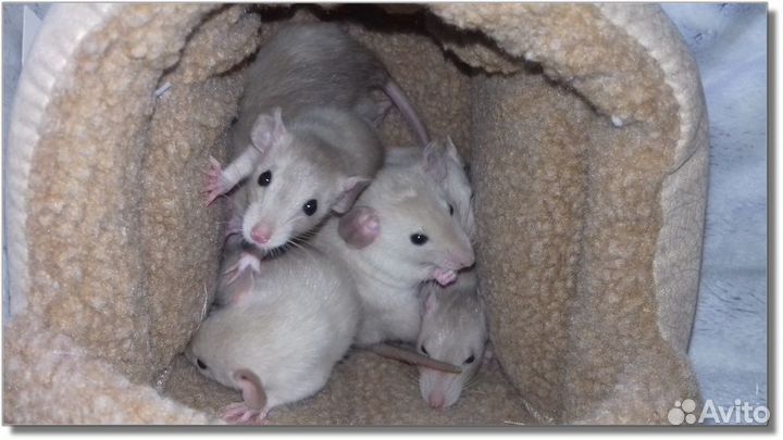 Крысята Дамбо. Крысы окрас шампань. Питомник