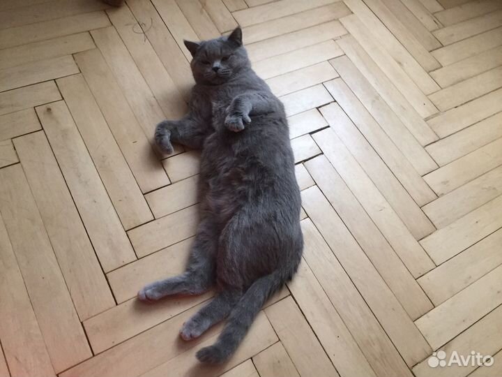 Британец вязка