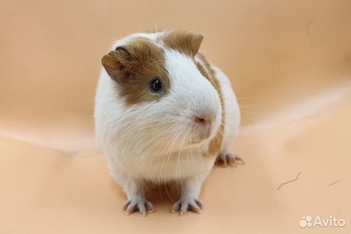 Морские свинки мальчики