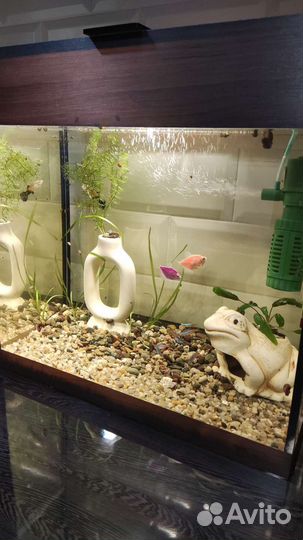 Аквариум с рыбками