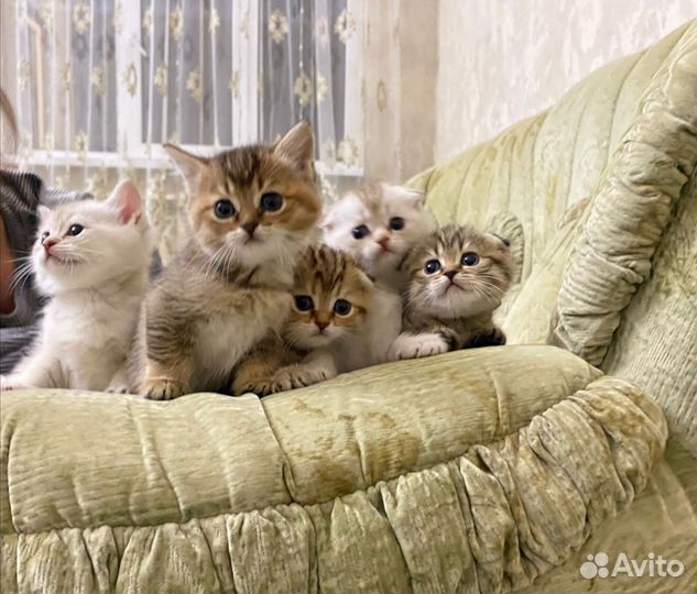 Котята - львята