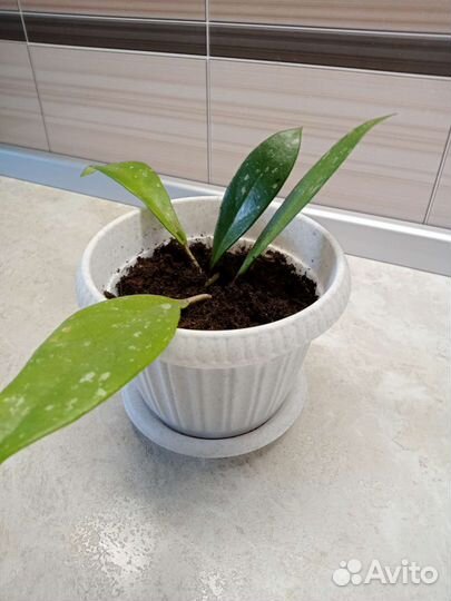 Хойя мясистая