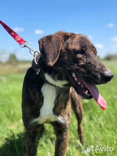 Собаки бесплатно в добрые руки