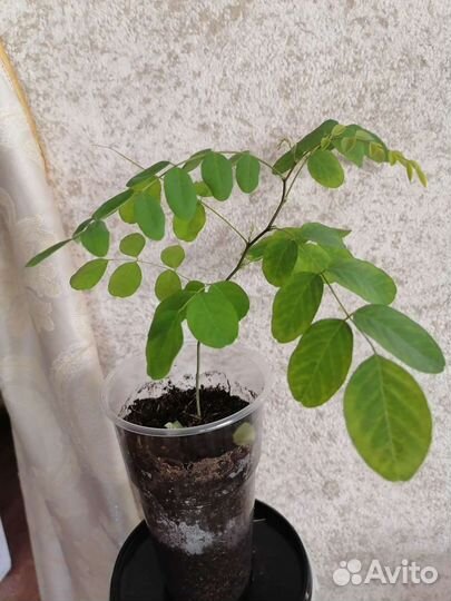 Акация белая Робиния