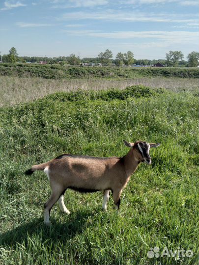Продам коз