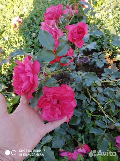 Саженцы Розы корнесобственная