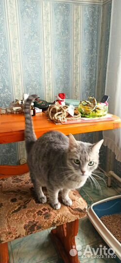 Кошка в дар бесплатно