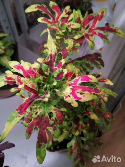 Колеусы рассада