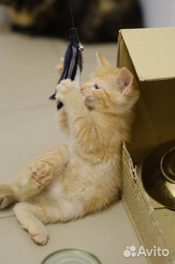 Котята 2-3 мес