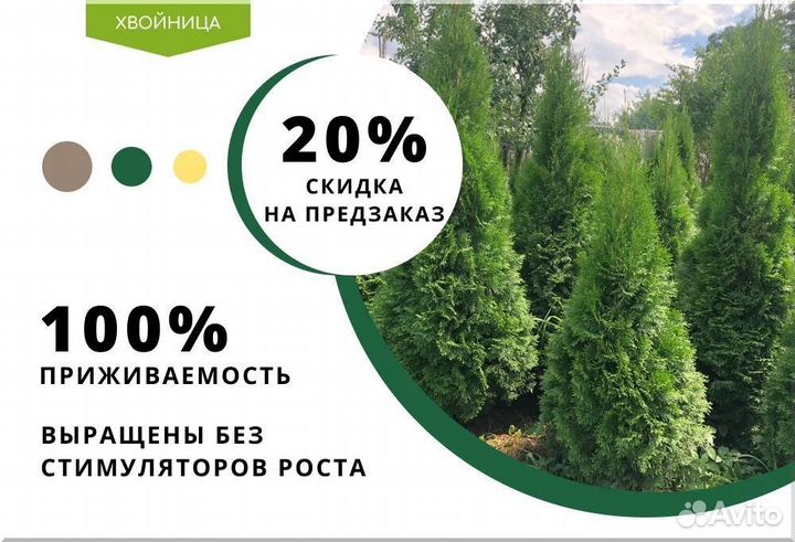 Туя Экстра Смарагд