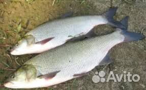 Свежая рыба толстолобик,жерех,амур