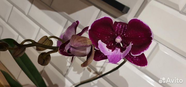 Орхидея Hot kiss