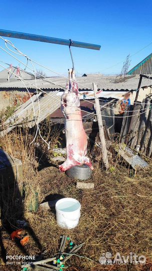 Овцы бараны, ягнята