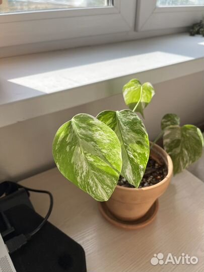 Монстера альба вариегатная