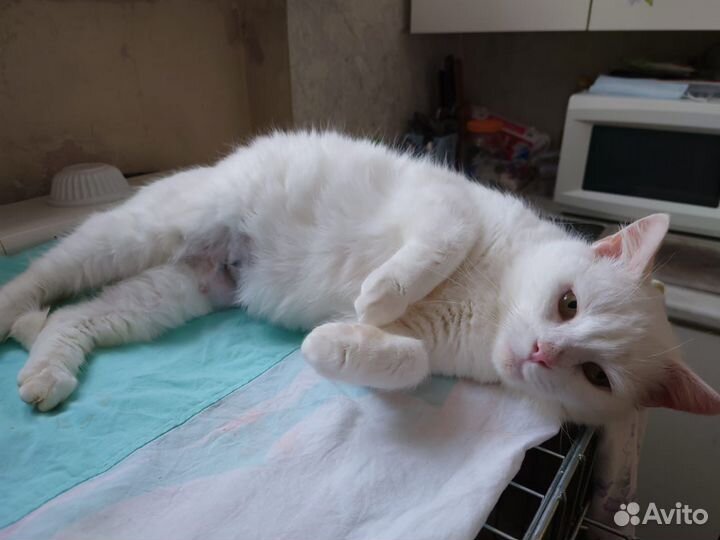Белая кошка