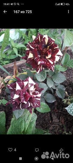 Кактусы зимующие на улице