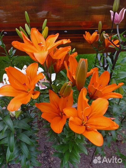 Лилия, лилейник