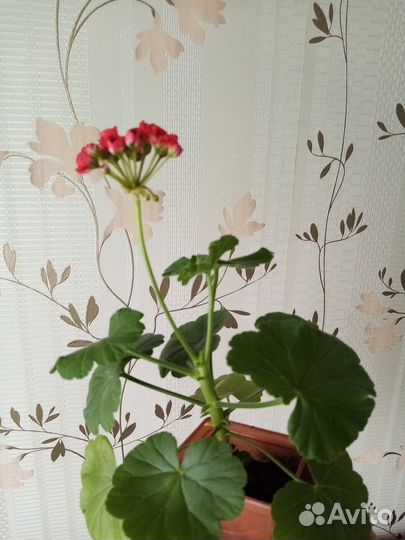 Традесканция