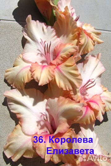 Гладиолусы луковицы №1