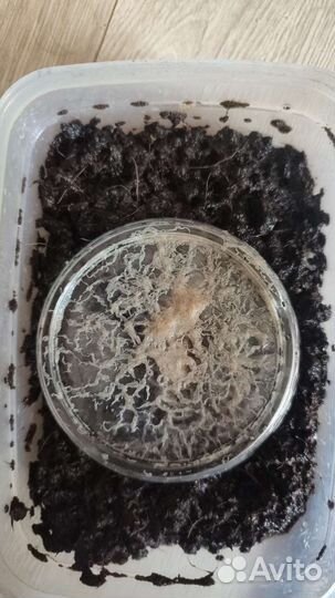 Трубочник живой Изя разводной