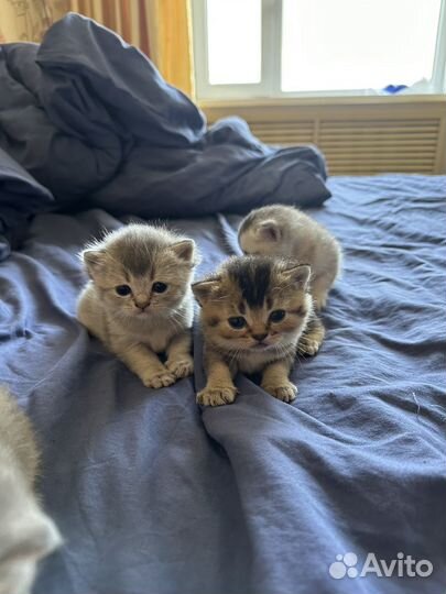 Шотланские котята