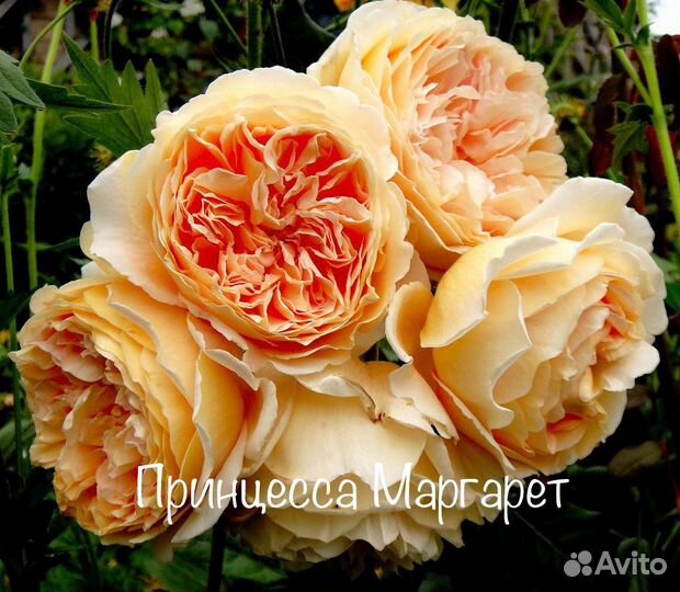 Английские розы