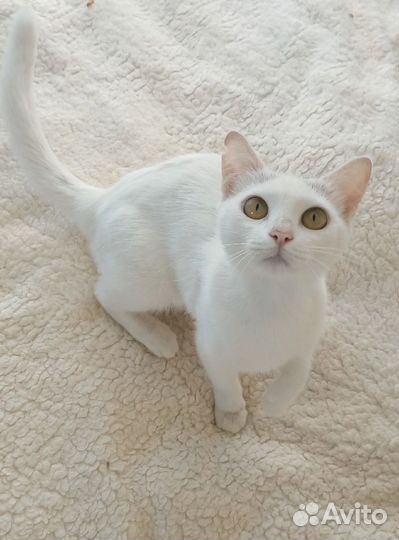 Кошечка в добрые руки