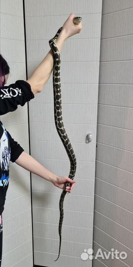 Змея Morelia spilota harrisoni