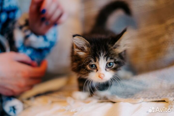 Малышка Лисовичек ищет дом