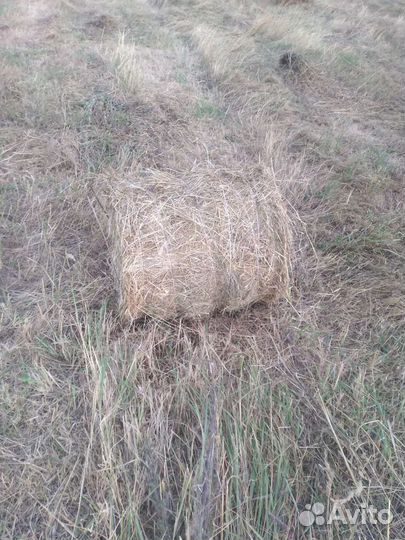 Продам сено в рулонах