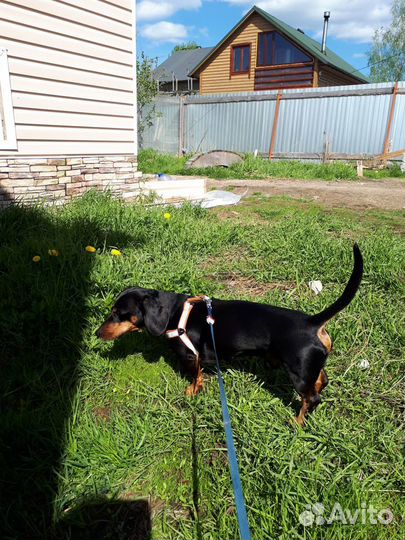 Зоогостиница Pettyburg. Передержка кошек и собак