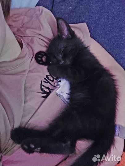 Котята