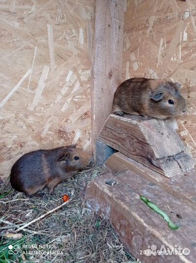 Морская свинка