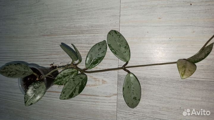 Хойя продажа