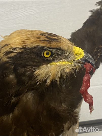 Чучело птицы