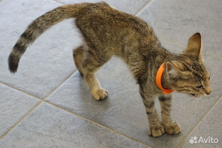 Кошка в дар