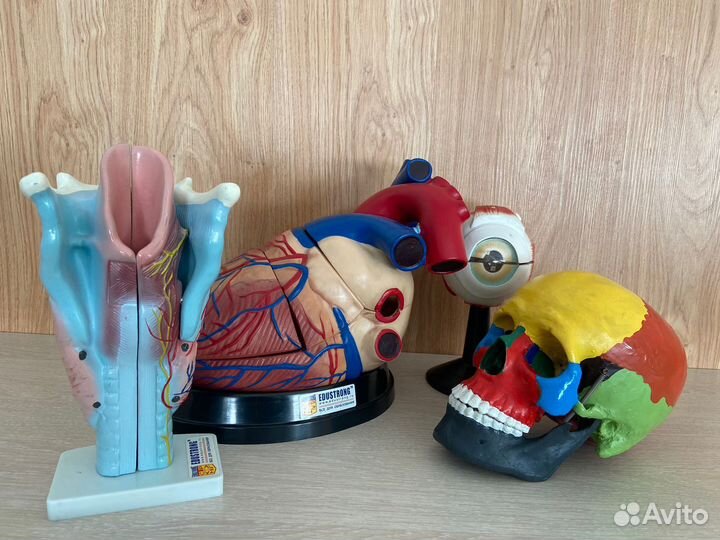 Подготовка к школе, ОГЭ, кулинарные мастерклассы