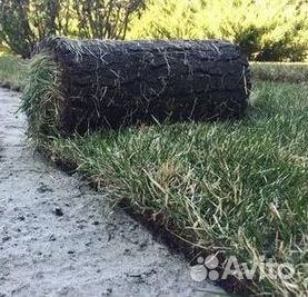Продажа Рулонного газона