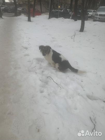 Собака Найда в добрые руки