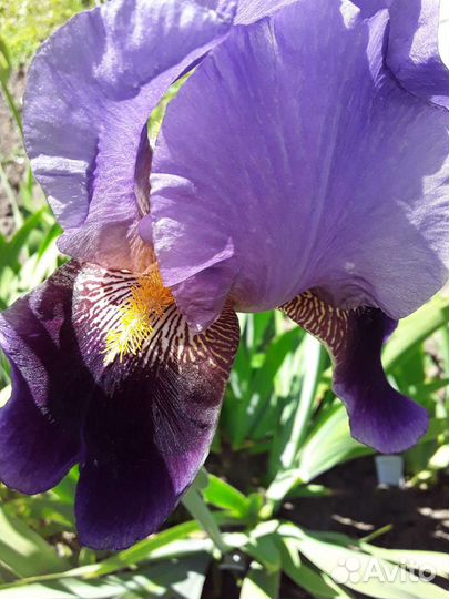 Цветы садовые, многолетники