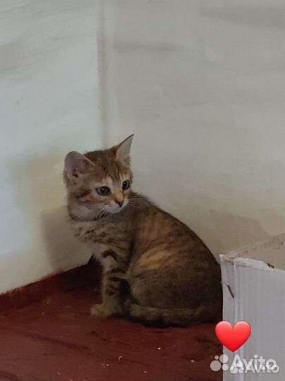 Котята ищут дом