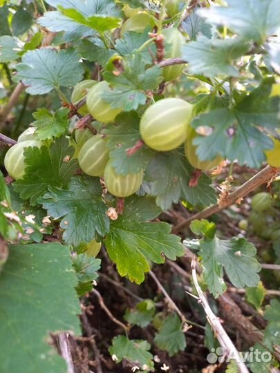 Крыжовник зелёный
